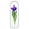 Purple Iris